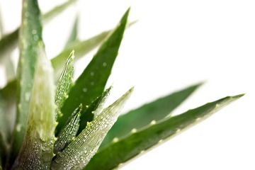 Cicatrisation d'une chirurgie esthétique : comment la prévoir et l'optimiser ?